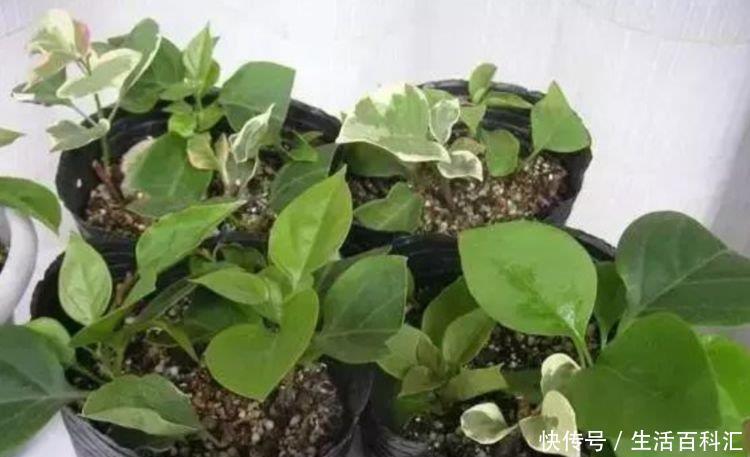  发财树@阳台养花，不妨养这4款植物，好养易爆盆，旺运又招财