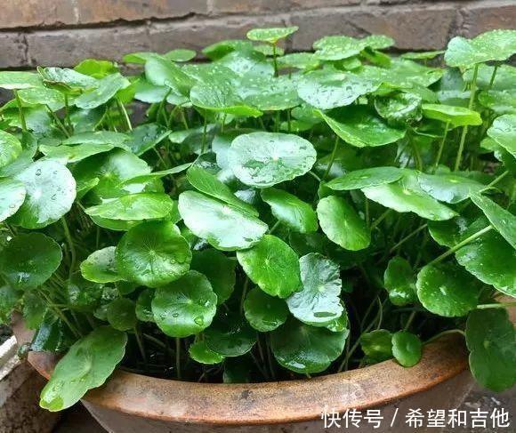 长爆@铜钱草“超爱”1种肥,半月浇1次,蹭蹭长爆盆,叶子比硬币大3倍!