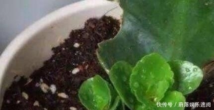 花钱买:这5种花草,别花钱买,掐一片叶子插土里,一个月长满盆,贼省钱