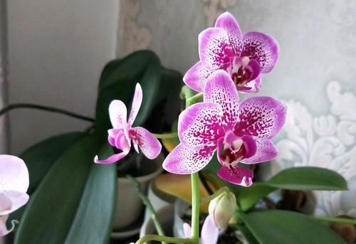  『再次』谢花的蝴蝶兰不仅能再次开花还能冒高芽，蝴蝶兰发高芽的2个方法