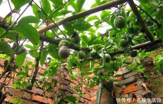  『盆栽』百香果盆栽“难结果”？那是没拿剪刀“修”，剪几刀，果子连着挂