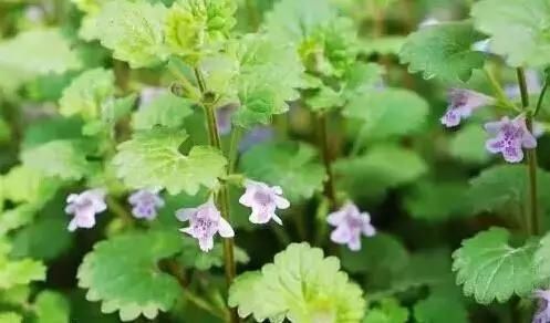  「别称」30种 ·野草的美，你认识几个？