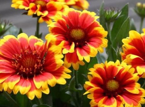  #珍稀#喜欢玫瑰，不如养“珍稀菊花”国华青阳，芊芊细手，流光溢彩