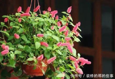 『值得』一种花,春夏秋都开花,毛茸茸的样子惹人爱,值得拥有!