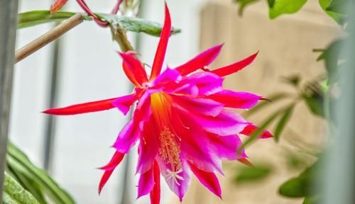 懒人■三种适合懒人养的花卉,叶片油亮开花爆盆,养护太勤快反而长不好