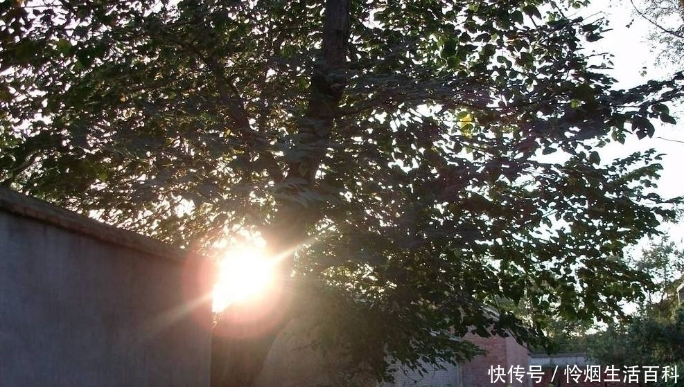  【道理】“五鬼树不进宅”，这句话啥意思呢？你觉得有道理吗？