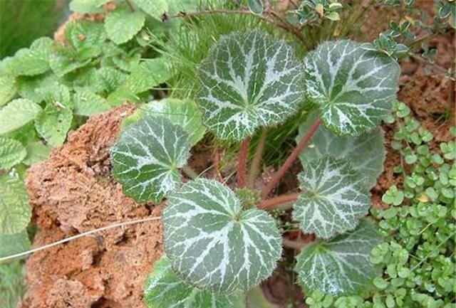  「种植物」农村这个虎耳草，叶子长得非常大，如今见到请珍惜