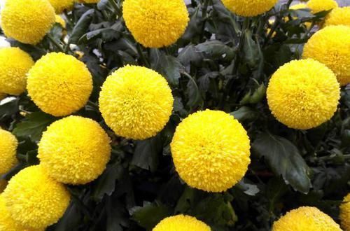  「玫瑰」喜欢玫瑰，不如养盆“珍稀菊花”金黄乒乓菊，花似乒乓，圆溜可爱