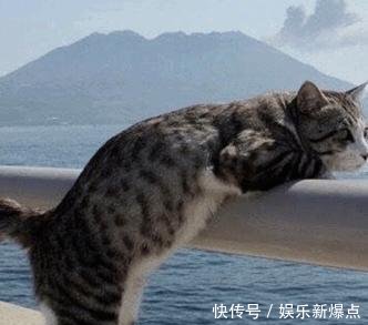 猫系男子李易峰总有一只猫和李喵喵一毛一样 快资讯