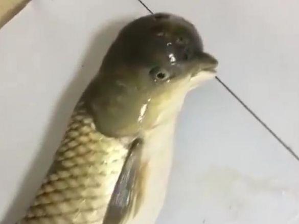  钓上：男子河边钓上一条鱼,认真一看蒙圈了