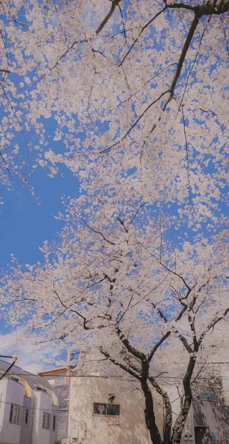  [好久不见]全面屏壁纸·聊天背景图·美文诗：待到春暖花开，说声“好久不见”