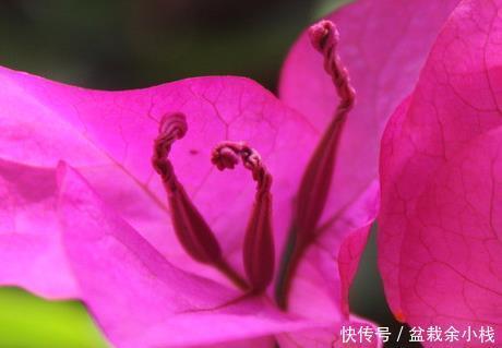光线|这三种花号称晒不死!扔阳台就不用问了,越是炎热越能爆满盆