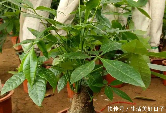 「发财树」花店揭秘花卉的“骗局”,十有八九都上过当