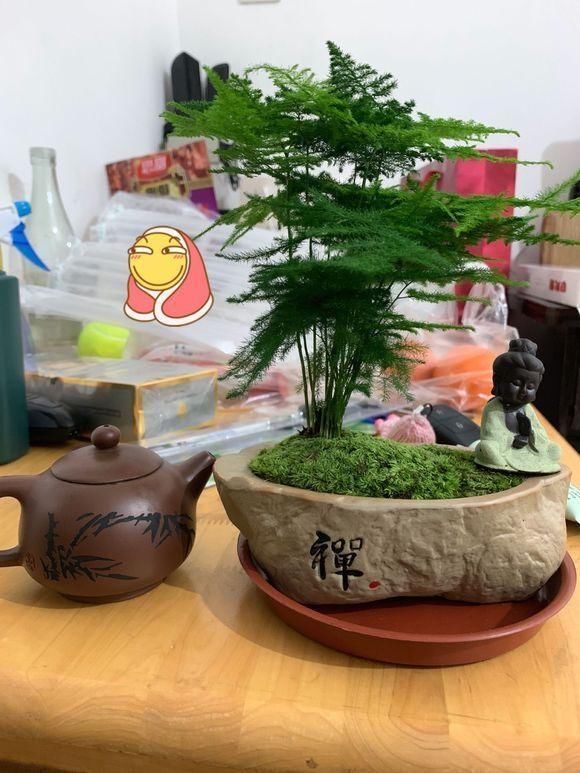  『意境』文竹养成“小盆景”，颜值高、有意境，牢记3个要点你也可以