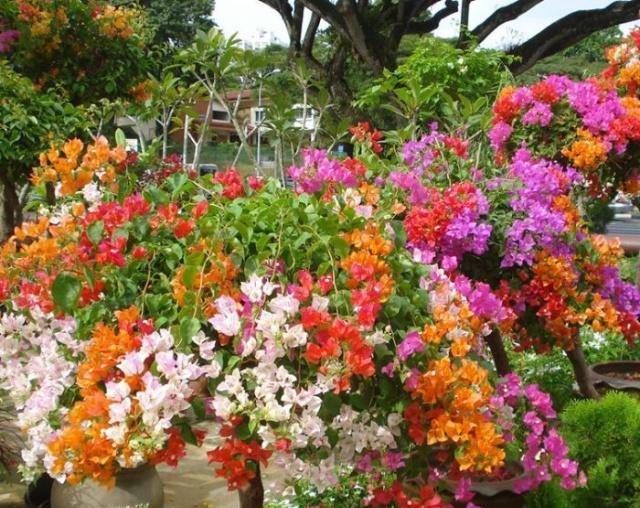  「惊讶」很多人都有多汁的植物，但是如果你尝试这些果树，你会惊讶的