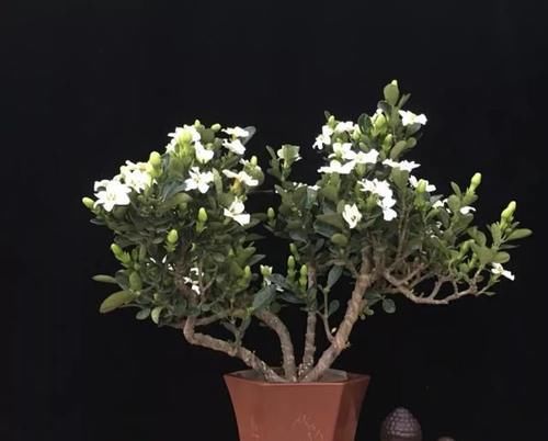  身价：这六种植物越养越值钱，在家养几年，身价翻几倍！你家有几种
