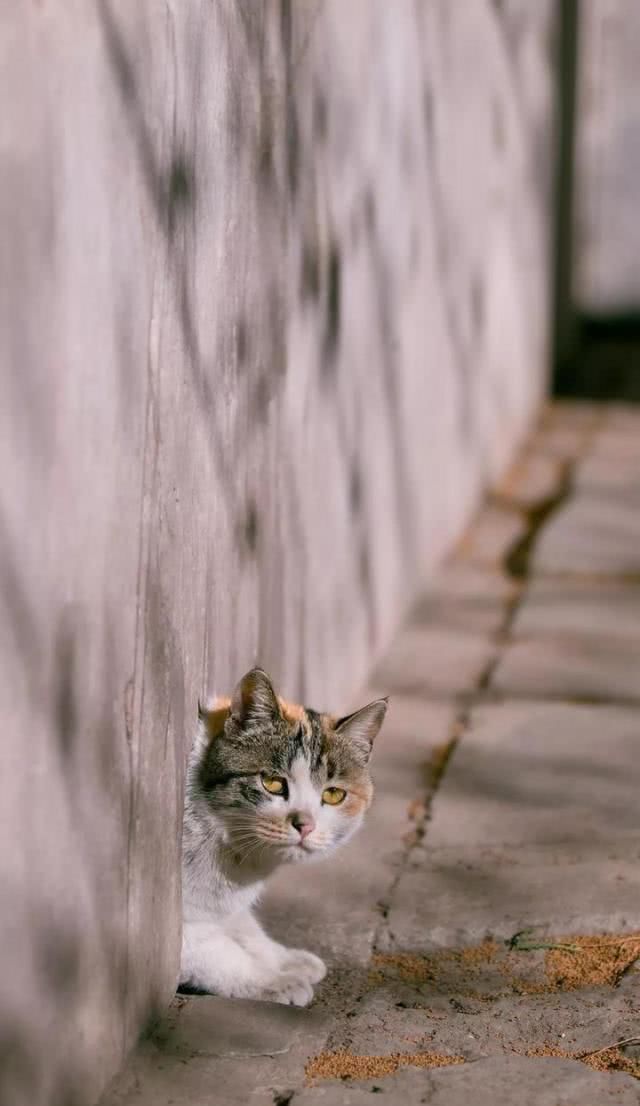 “巨型猫”成网红？拍猫达人教你在故宫看毛茸茸的真“御猫”