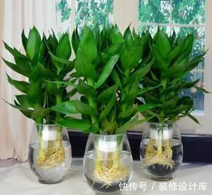  [好运]在家中养护3种花卉，长势茂盛，花语吉祥美好富贵，好运连连