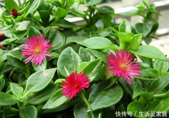  适合■适合家养的5种花，花大色艳很皮实，家里养一盆，天天都能赏花
