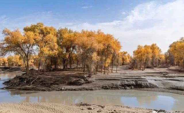 大美新疆，上眼胡杨