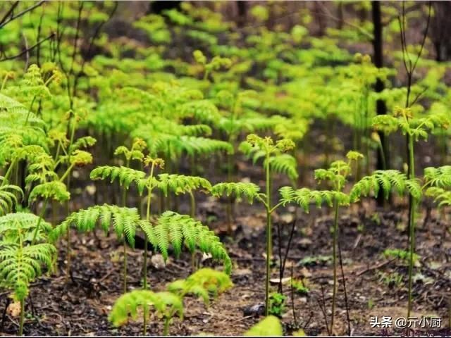  [拳头菜]每逢清明，思念骤起，这9种野菜做法，你最喜欢哪种呢？