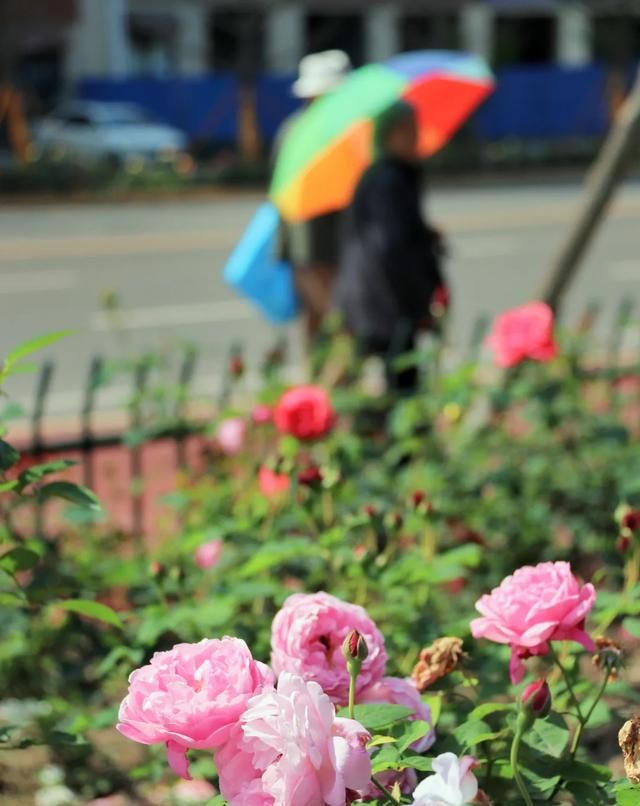  「开好」井研县丨花都开好了！10000余平方米月季花等你来赏