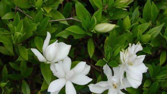  很浓■小叶栀子花四季开花，香味很浓！小叶栀子怎么养？