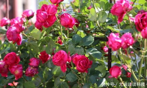 『值得』此藤本月季耐热又耐寒,一年四季都开花,花量大易爆盆,值得拥有