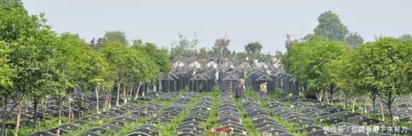 农民要哭了！2019年起这个地区严令禁止土葬，火葬全面免费