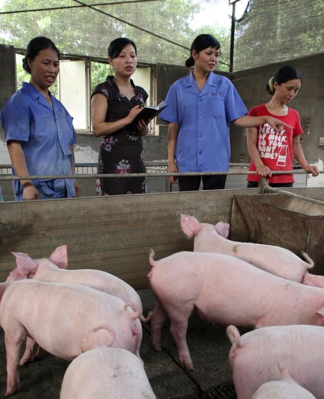  【补贴】船小好调头，农民小打小闹也能年入10万，比打工强