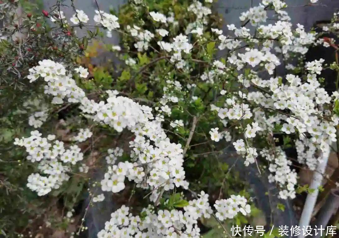 『压弯』喷雪花一开像下雪,花量多到压弯枝,大夏天也能赏雪!