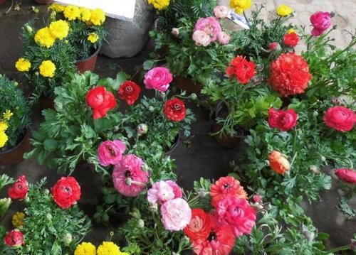  【牡丹】洋牡丹，开花鲜艳漂亮，为啥养不活？花种子没处理好！
