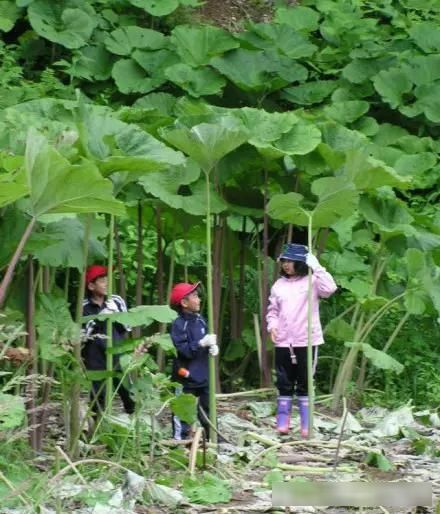  『开花』河边一种野菜，开花像绣球，能窜2米高，掐个叶子炒一盘菜