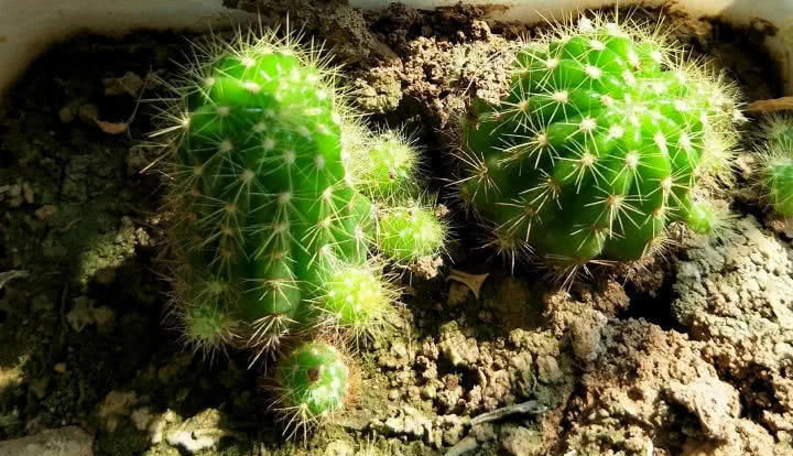 「花钱」这6种花就要穷养,不花钱不用管,个个肥得流油!