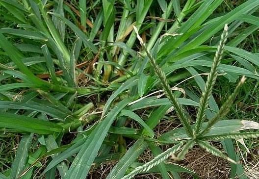  牛筋草|农村一“野草”，长得快惹人烦，农民见到就烦，穷人的“