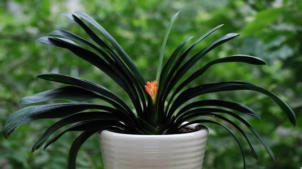  『植物』这几种花不适合养在卧室里,快看看你家有吗