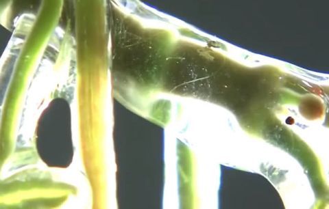 农村淤泥里长出来的野菜  真是闻所未闻