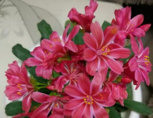  『露薇花』颜值超高的多肉，阳台四季有花看，比长寿绿萝美多了！