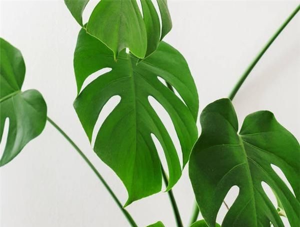 「种植」种植龟背竹以及如何照顾