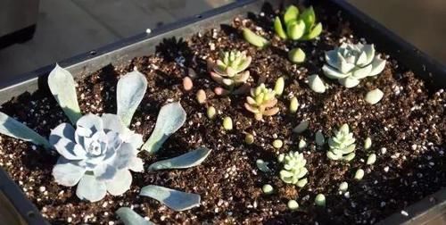  #割断#多肉出这四种“症状”，接着就是割断，半个月就生根