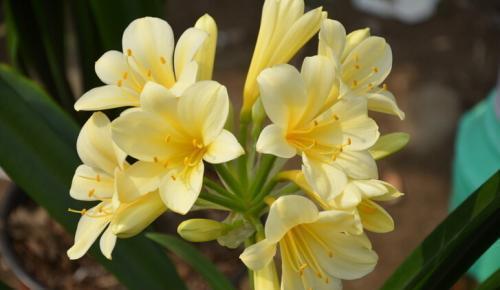 『爱爆』几种花寓意吉祥,好养开花美,沾土就活,特爱爆盆,谁养谁喜欢!
