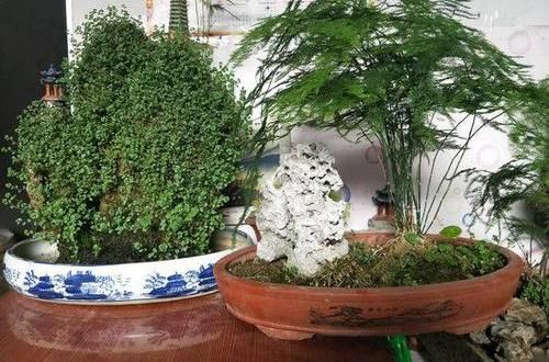  【衣裳】文竹黄叶子，涂点“防晒霜”，穿个“新衣裳”，黄叶变“墨绿”