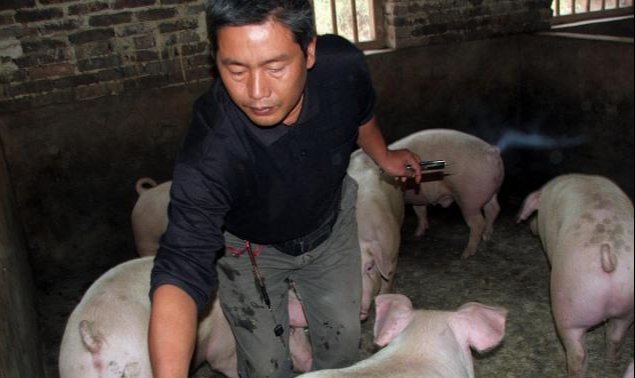  养殖户：农村猪贩子收猪时，为什么要揉猪肚子、揪猪尾巴？