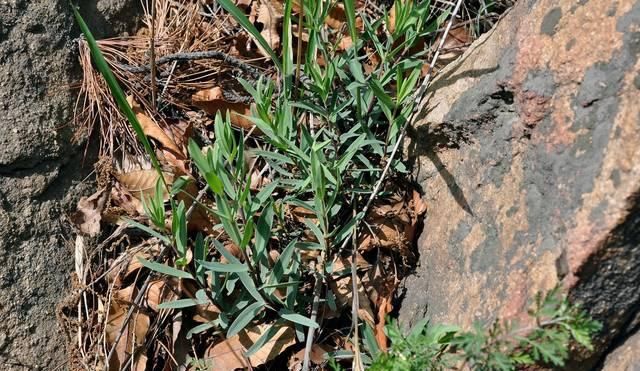  「喂猪」农村一种“竹子”，过去用来喂猪，殊不知根是稀罕物，消肿有特效