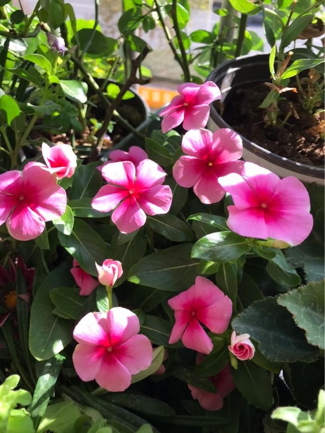 「很快」封闭阳台养这4种花，很快变成花海，现在养刚刚好