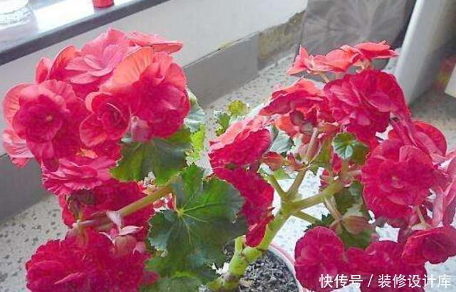 不妨就去养@这“3种”植物,回家养1盆,哪怕天再“冷”,叶片、花朵也旺盛!