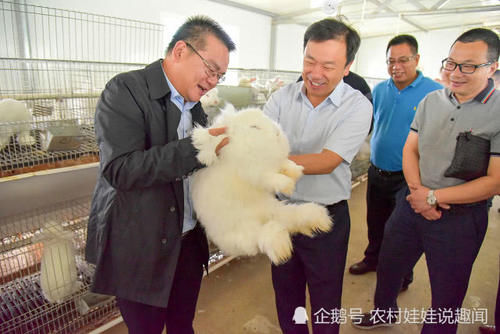 兔子价格高，一月能生一窝，以前经常养，为啥农民却不愿挣这笔钱