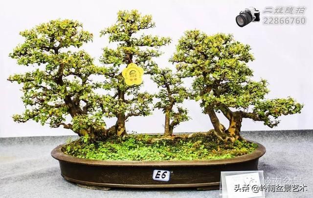 把温江盆景卖到欧洲去