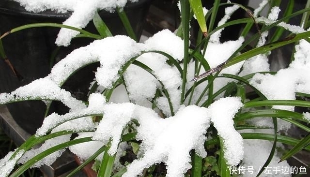  [地栽兰花时]地栽兰花需要满足什么条件？搞清楚这些，地栽长势更好