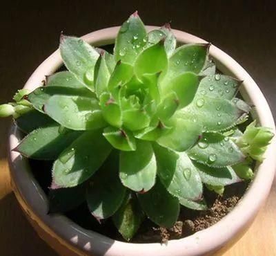  #新手#敲重点，那些适合新手小白养的多肉植物，每一个都美得不像话！